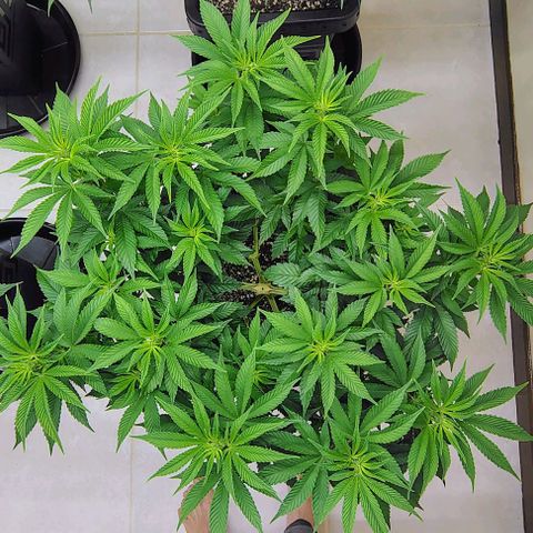 Bruce Banner  #3 growlog timeline photo