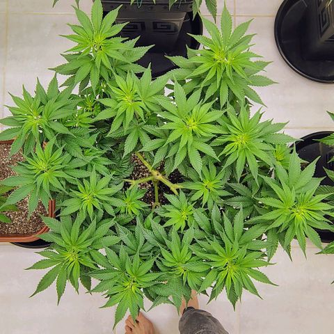 Bruce Banner  #4 growlog timeline photo