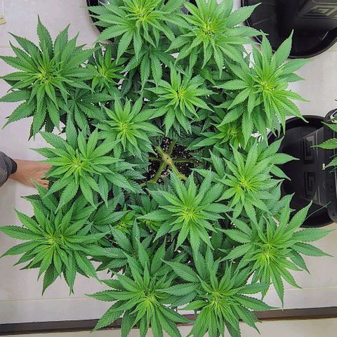 Bruce Banner  #5 growlog timeline photo