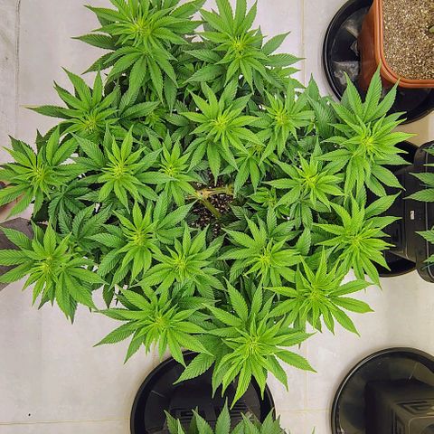 Bruce Banner  #6 growlog timeline photo