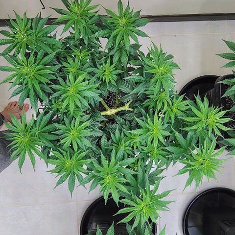 Bruce Banner  #7 growlog timeline photo