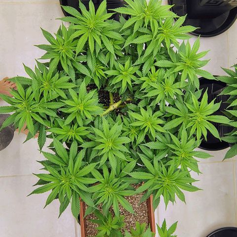 Bruce Banner  #8 growlog timeline photo