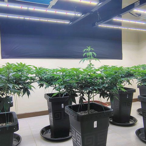 Bruce Banner  #5 growlog timeline photo