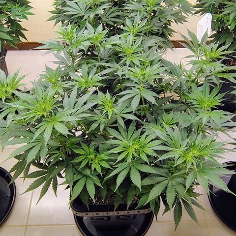 Bruce Banner  #1 growlog timeline photo
