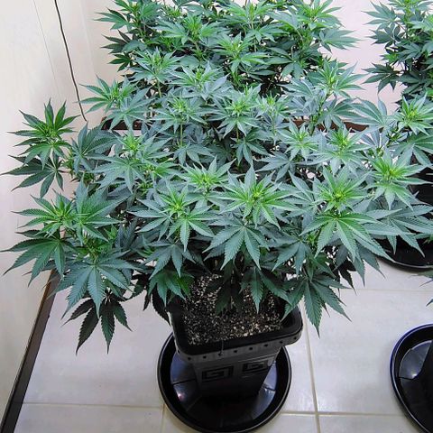 Bruce Banner  #2 growlog timeline photo
