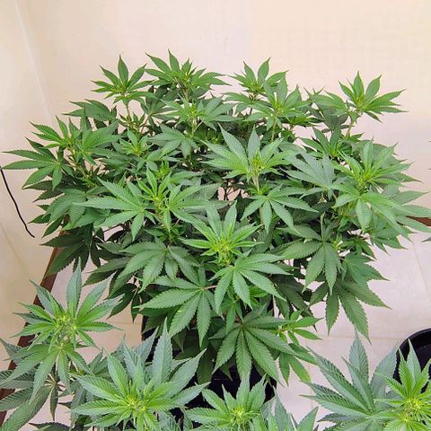 Bruce Banner  #3 growlog timeline photo
