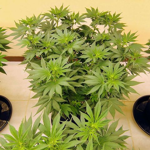 Bruce Banner  #4 growlog timeline photo