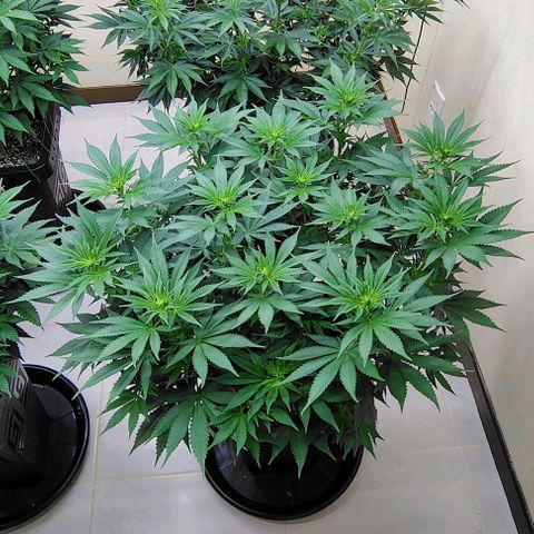 Bruce Banner  #5 growlog timeline photo