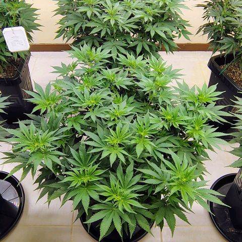 Bruce Banner  #6 growlog timeline photo