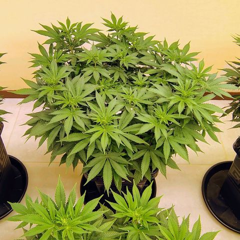 Bruce Banner  #8 growlog timeline photo