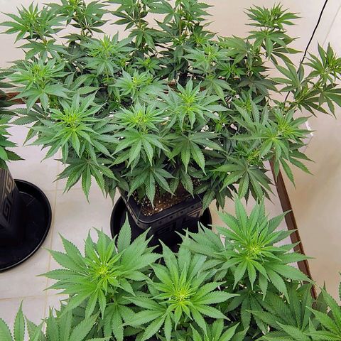 Bruce Banner  #7 growlog timeline photo