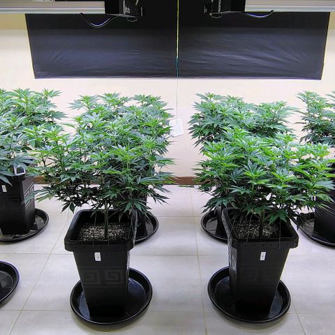 Bruce Banner  #5 growlog timeline photo