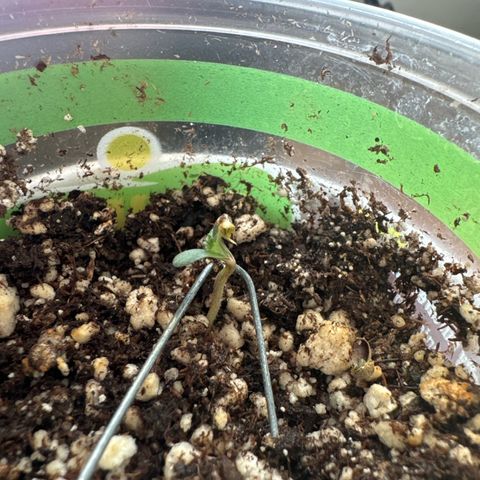 Pineapple Express (A) #2 growlog photo
