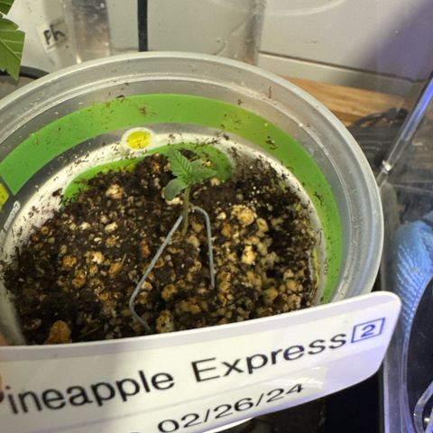 Pineapple Express (A) #2 growlog photo
