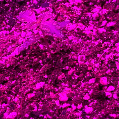 Pineapple Express (A) #2 growlog timeline photo