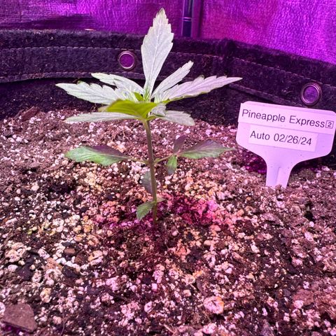 Pineapple Express (A) #2 growlog photo: Perking up!