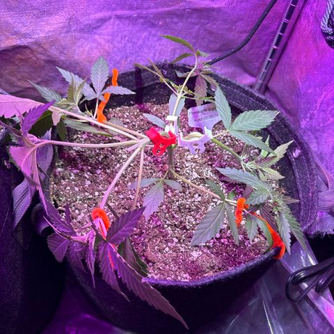 Pineapple Express (A) #2 growlog timeline photo