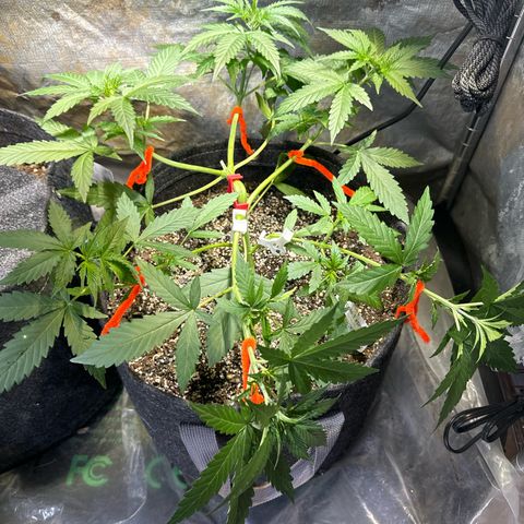 Pineapple Express (A) #2 growlog timeline photo
