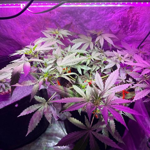 Pineapple Express (A) #2 growlog photo: Pre flower 