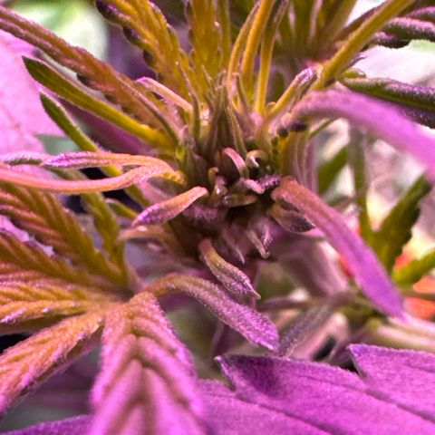Pineapple Express (A) #2 growlog photo: Pre flower 