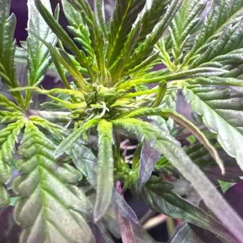 Pineapple Express (A) #2 growlog timeline photo