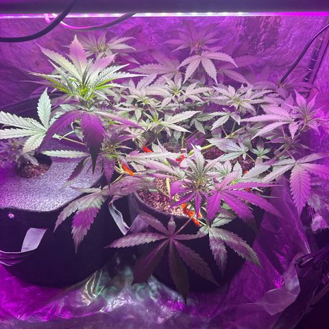 Pineapple Express (A) #2 growlog timeline photo