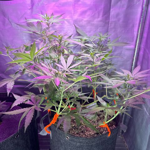 Pineapple Express (A) #2 growlog timeline photo