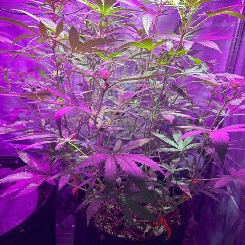 Pineapple Express (A) #2 growlog timeline photo