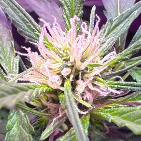 Pineapple Express (A) #2 growlog timeline photo