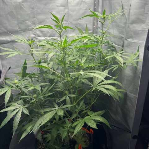 Pineapple Express (A) #2 growlog timeline photo