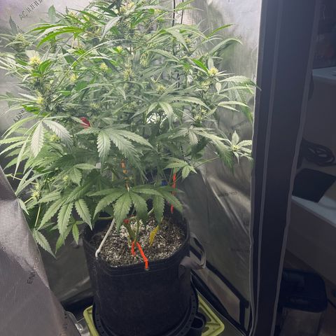 Pineapple Express (A) #2 growlog timeline photo