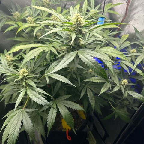 Pineapple Express (A) #2 growlog timeline photo