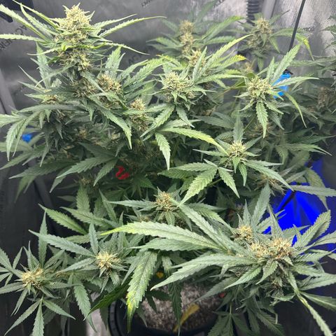Pineapple Express (A) #2 growlog photo: White bugs
