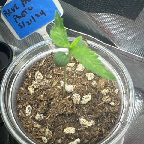 Blueberry (P) #1 growlog timeline photo