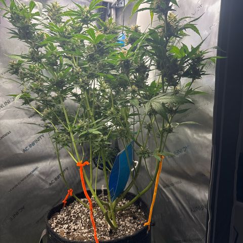 Pineapple Express (A) #2 growlog timeline photo