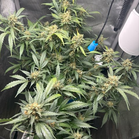 Pineapple Express (A) #2 growlog timeline photo