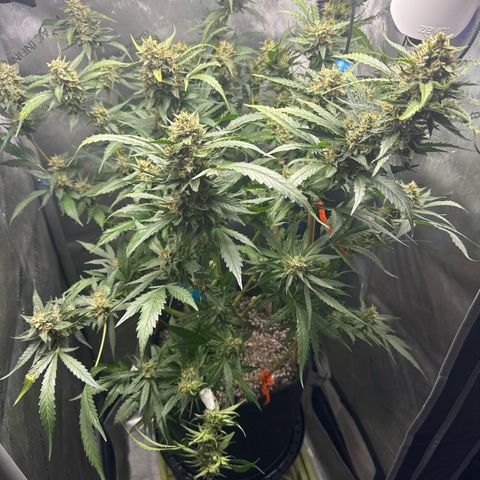 Pineapple Express (A) #2 growlog timeline photo