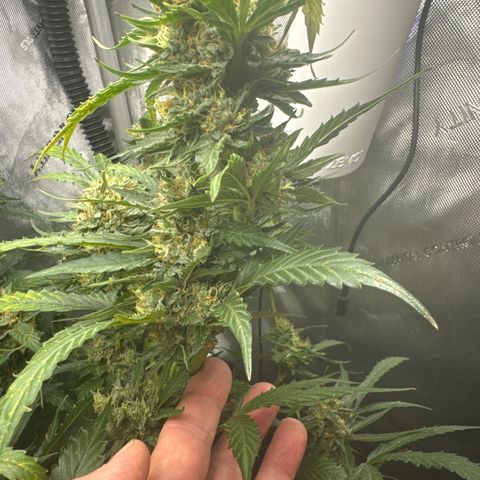 Pineapple Express (A) #2 growlog timeline photo