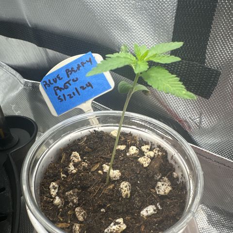 Blueberry (P) #1 growlog timeline photo