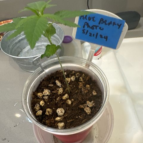 Blueberry (P) #1 growlog timeline photo