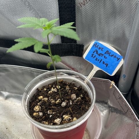 Blueberry (P) #1 growlog timeline photo
