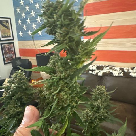 Pineapple Express (A) #2 growlog timeline photo