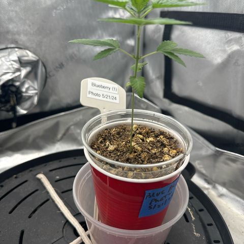 Blueberry (P) #1 growlog timeline photo