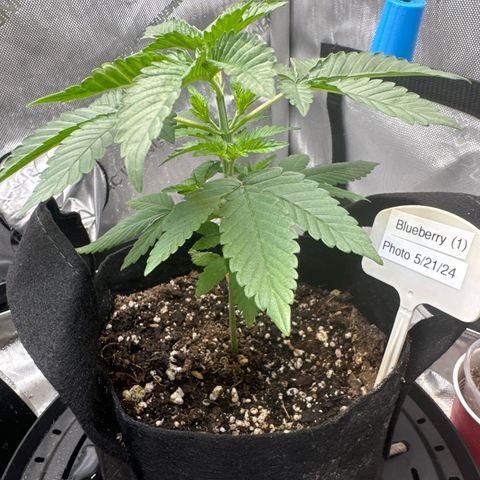 Blueberry (P) #1 growlog timeline photo