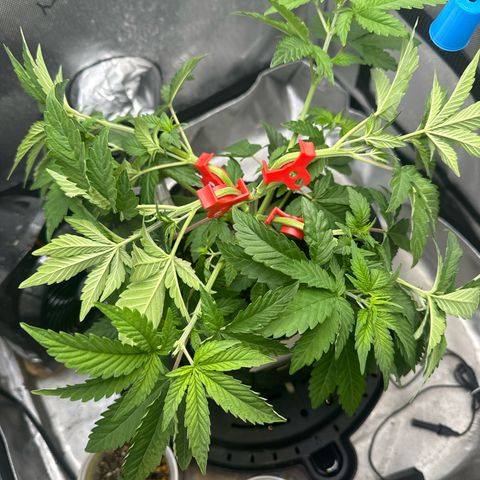 Blueberry (P) #1 growlog timeline photo
