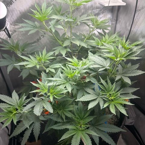 Blueberry (P) #1 growlog timeline photo