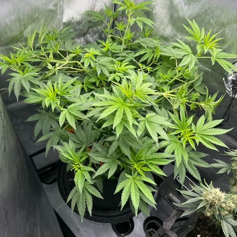 Blueberry (P) #1 growlog timeline photo