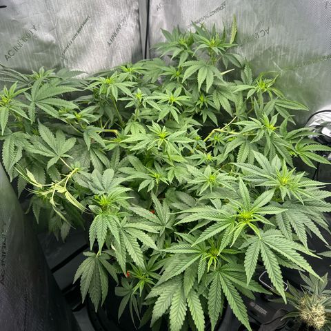 Blueberry (P) #1 growlog timeline photo