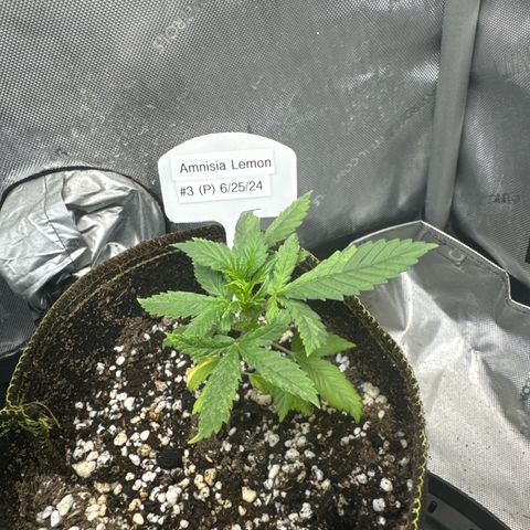 Amnesia Lemon (P) #3 growlog timeline photo