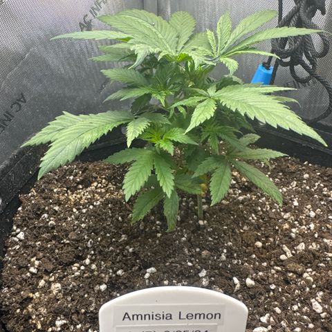 Amnesia Lemon (P) #3 growlog timeline photo